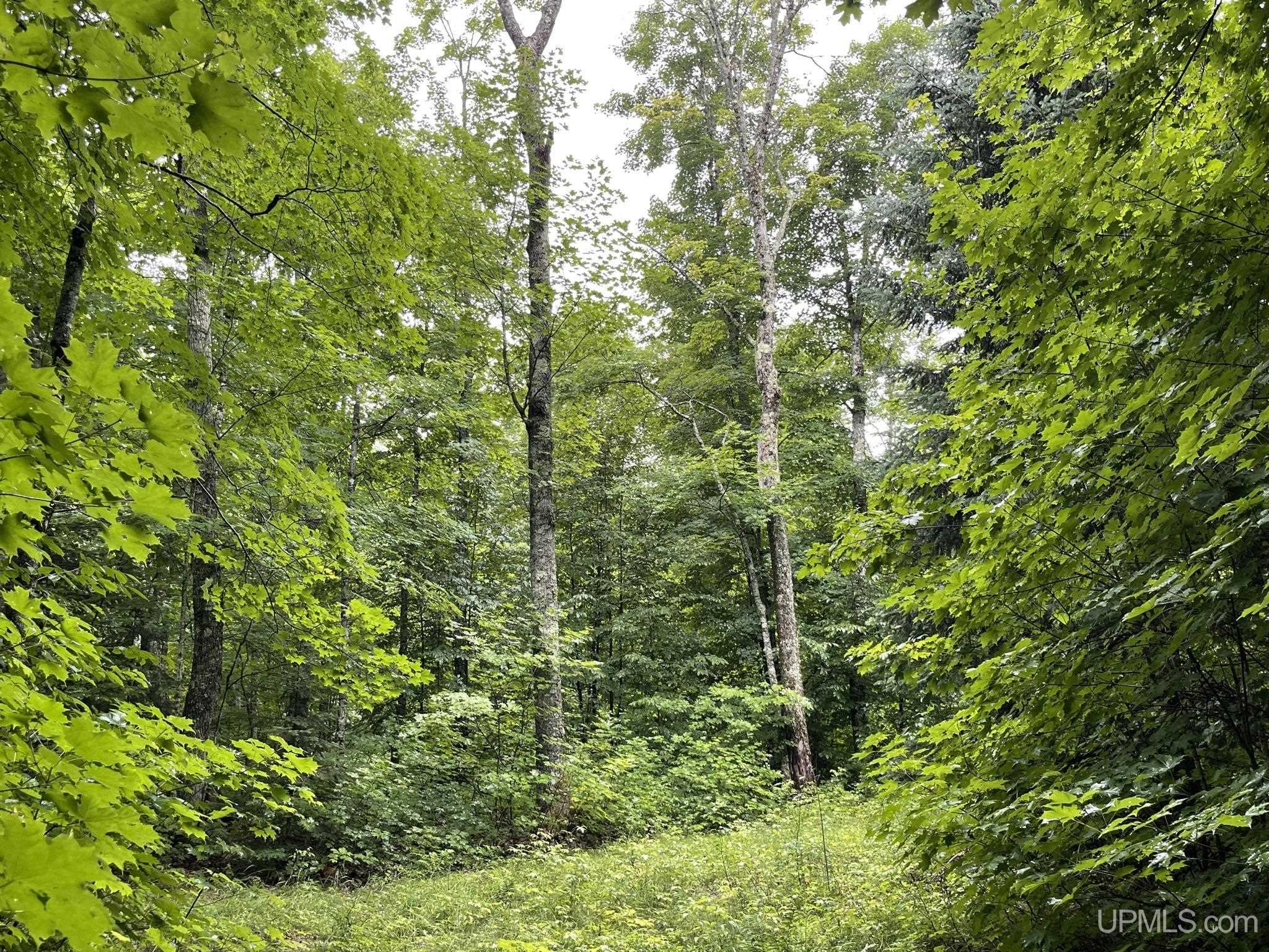 Tbd Carpenter Lake Road Seney, MI 49883 - Photo 21 of 28 Gallery Image 21