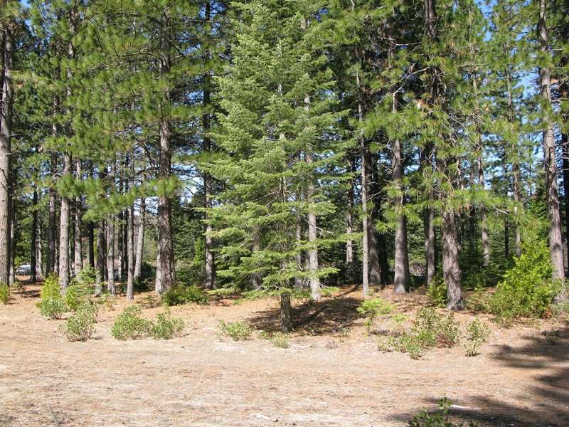 0 Davis Place Road Mount Shasta, CA 96067 - Photo 11 of 16 Gallery Image 11