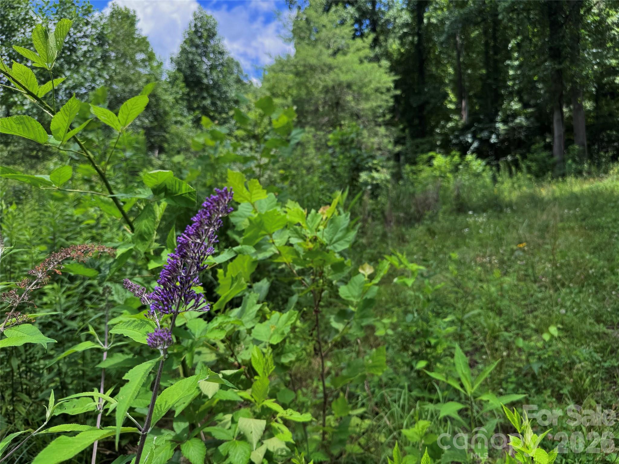 Tbd Paint Fork Road Barnardsville, NC 28709 - Photo 20 of 33 Gallery Image 20