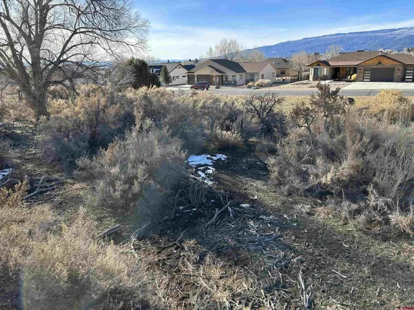 a view of a dry yard with lots of trees