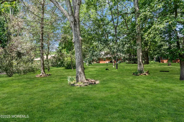 a view of a park with a tree