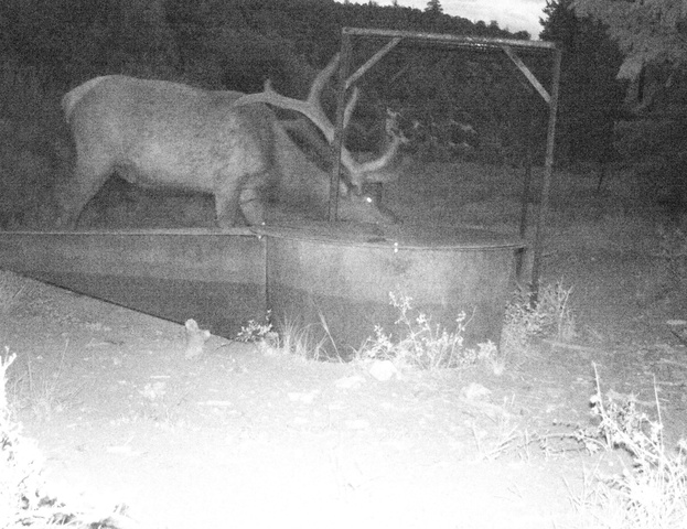 1955 West Mammoth Crk Road Hatch, UT 84735 - Photo 51 of 52 Trail cam footage of an elk on the property