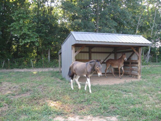 2475 Finley Beech Road Lewisburg, TN 37091 - Photo 4 of 20 Run in shed