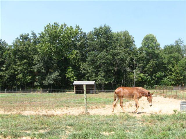 2475 Finley Beech Road Lewisburg, TN 37091 - Photo 7 of 20 Pasture