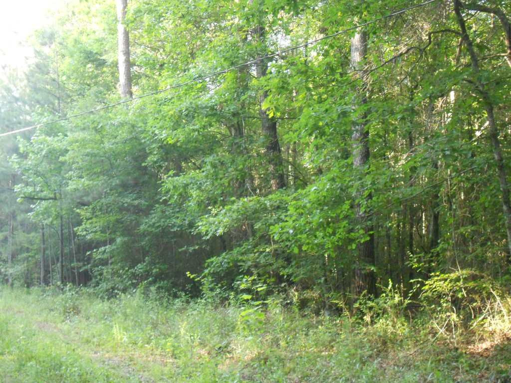0 Morton Marathon Road Forest, MS 39074 - Photo 5 of 9 Photo 5