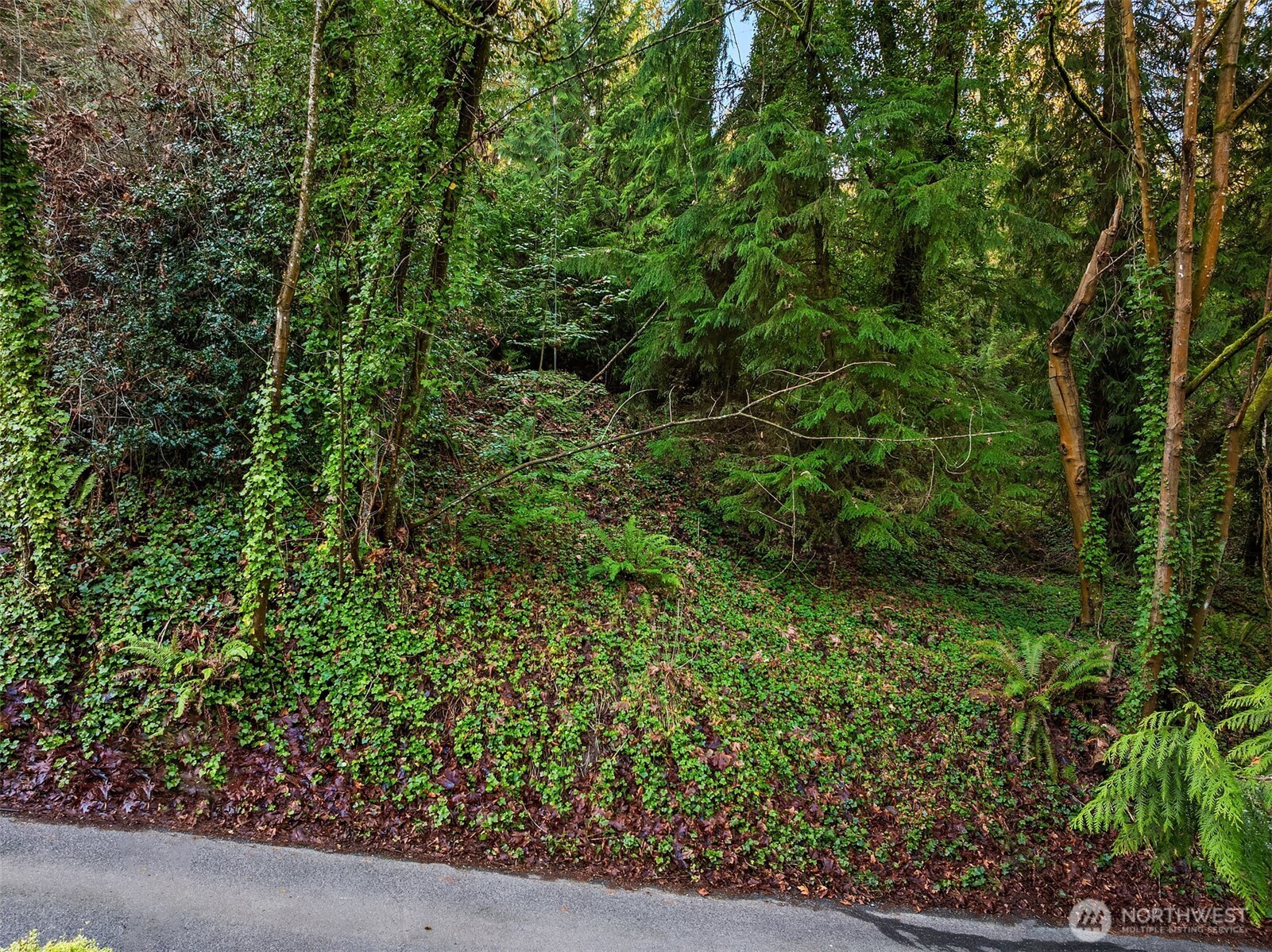 43 Fernbrook Drive Mercer Island, WA 98040 - Photo 3 of 12