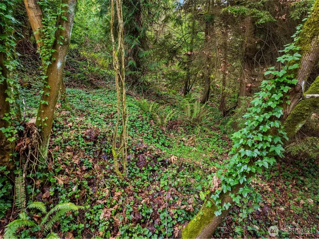 a view of a lush green forest