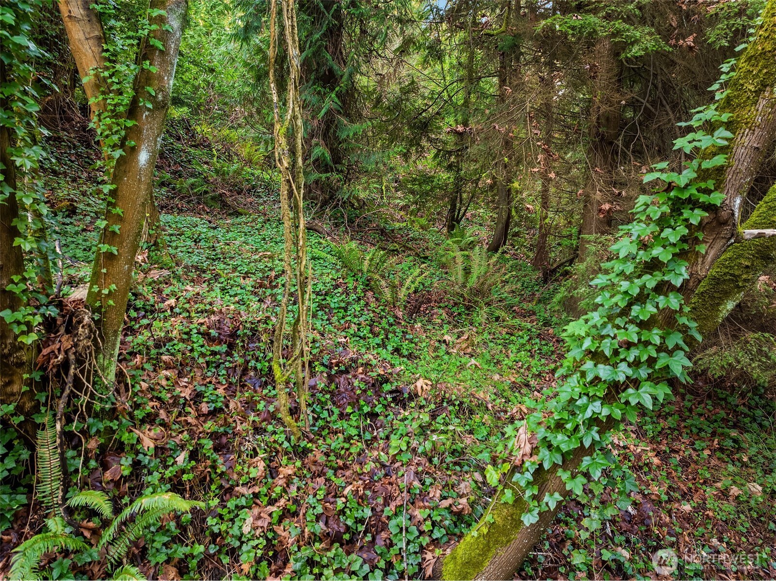 43 Fernbrook Drive Mercer Island, WA 98040 - Photo 5 of 12