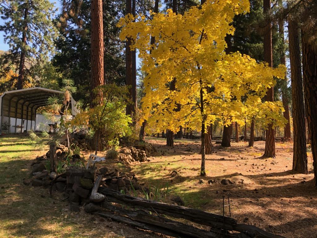 30445 Day Road McArthur, CA 96056 - Photo 4 of 25 a view of a yard with an trees