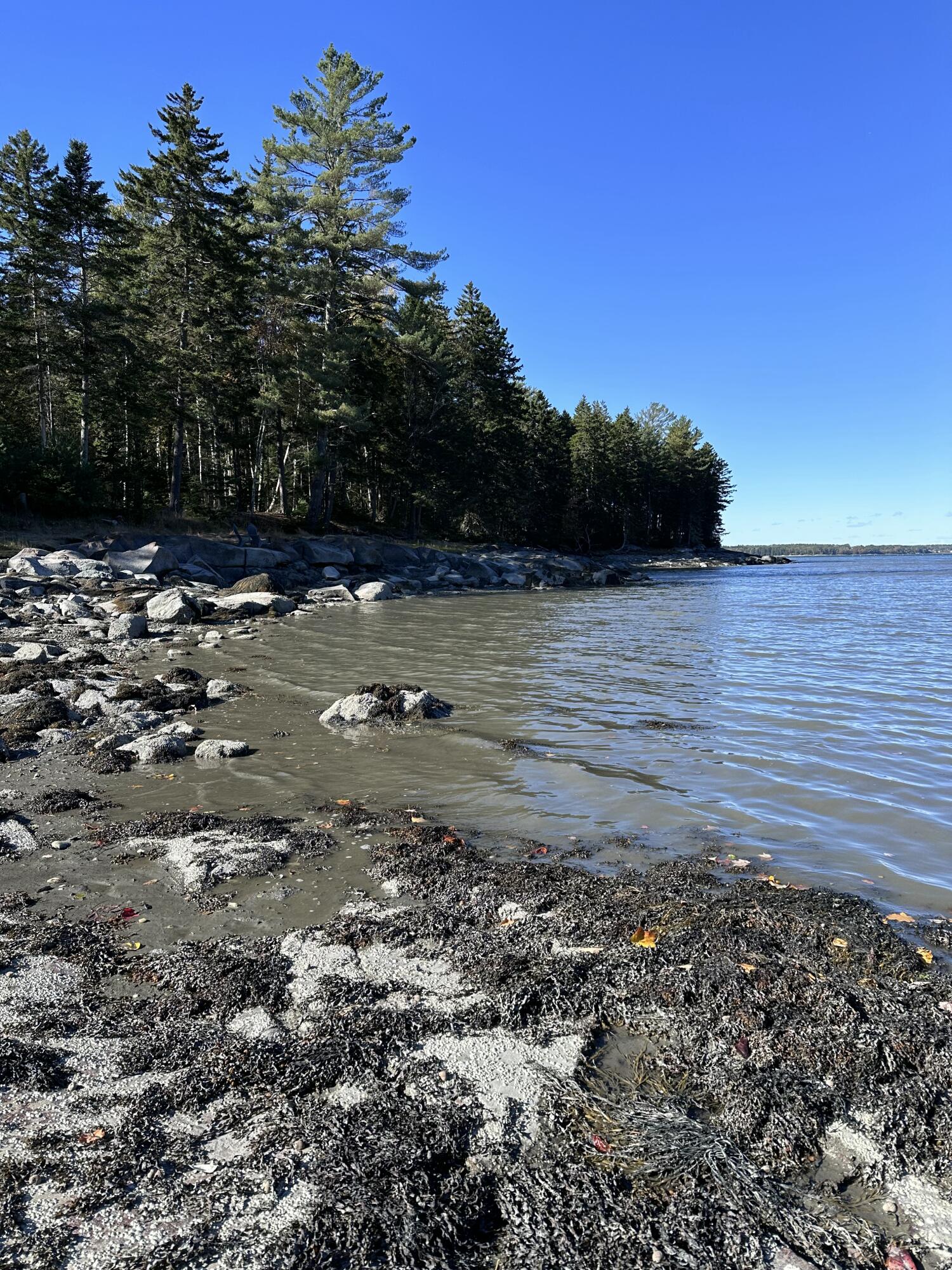 M217-l074 Kallio Cove Road Tenants Harbor, ME 04860 - Photo 7 of 16 Shoreline vie of cove mid-low tide