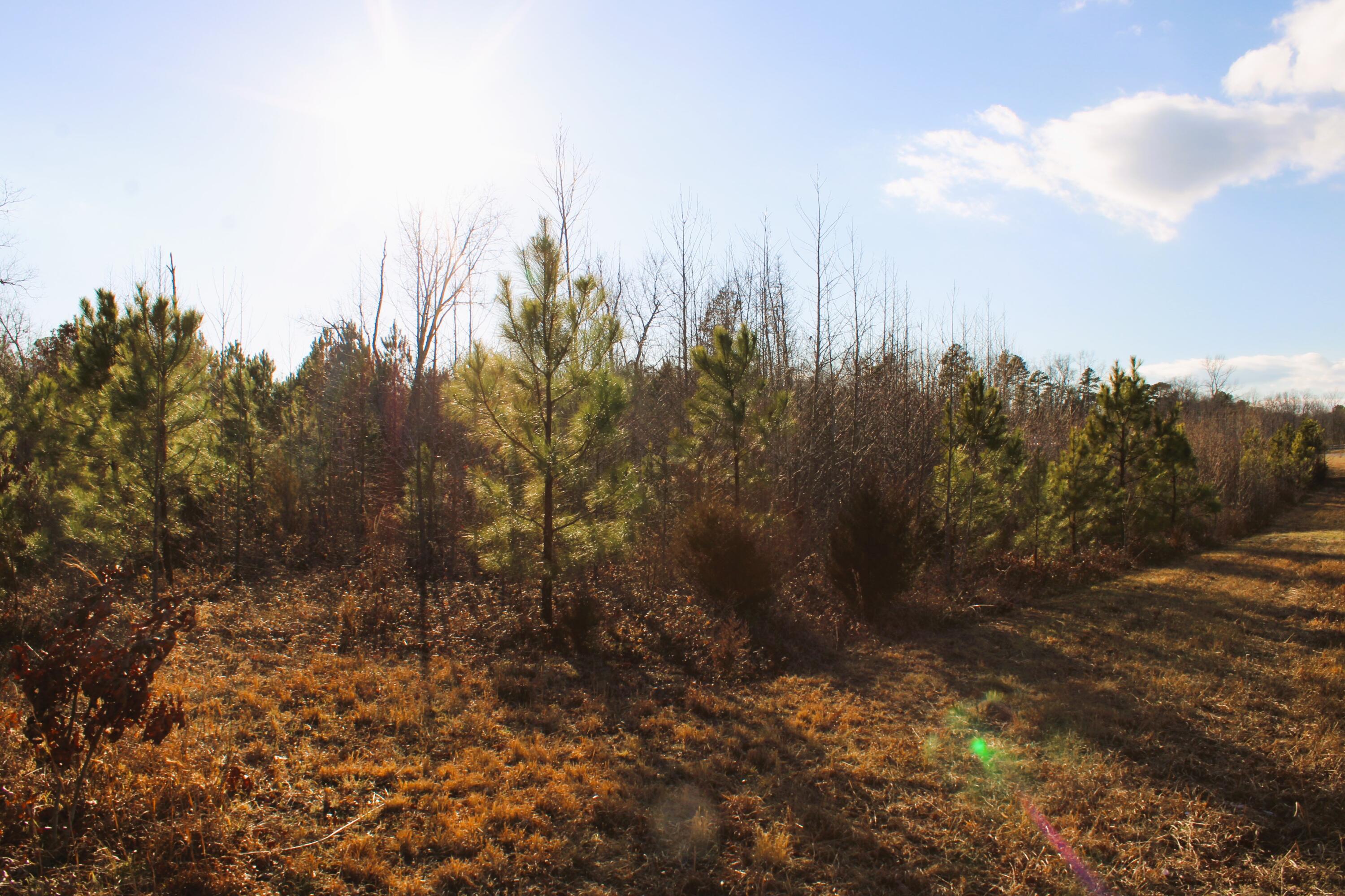 Lot 2-3 Lunenburg County Road Keysville, VA 23947 - Photo 3 of 8 keysville 4