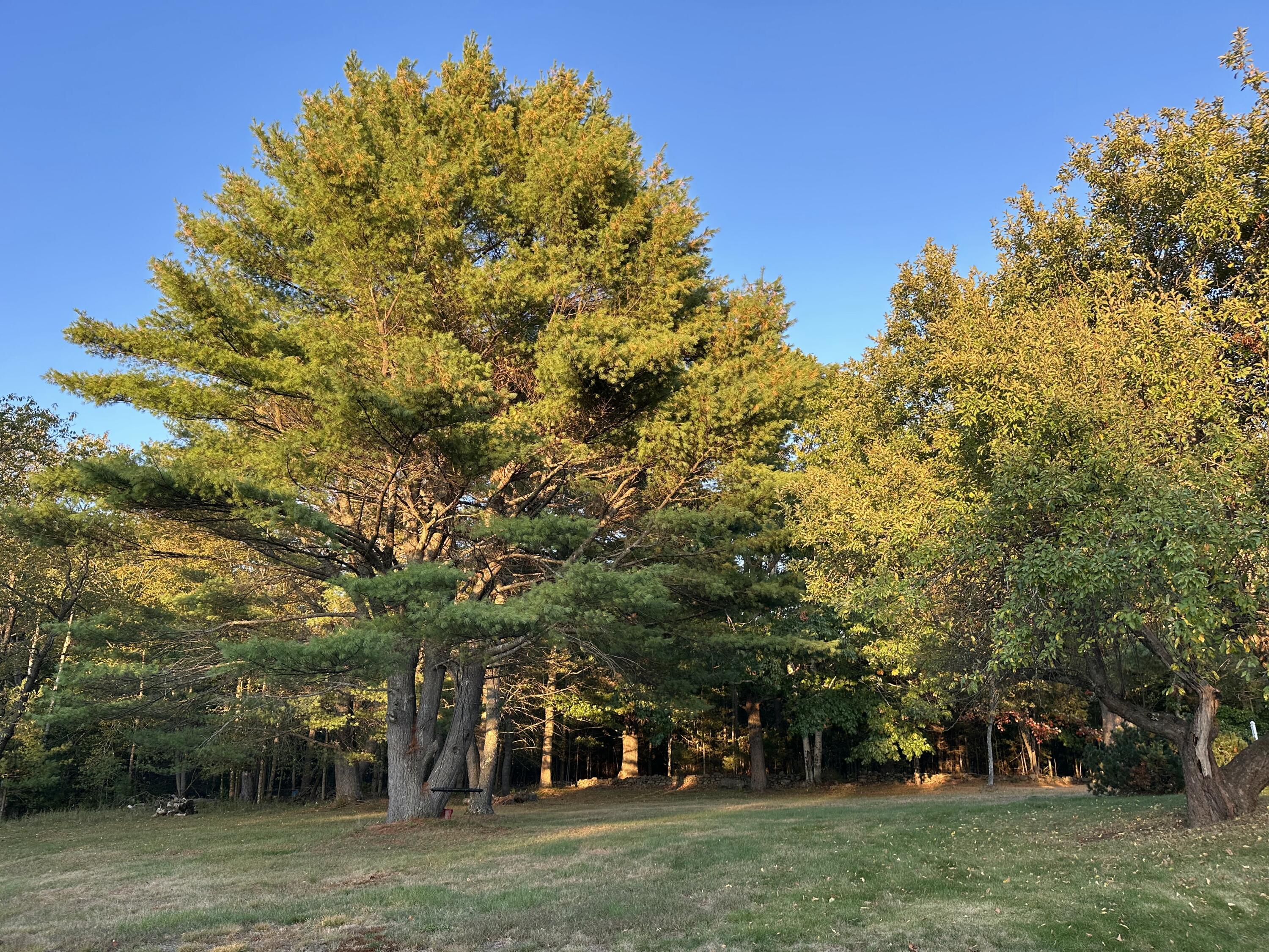 818 Forest Avenue Orono, ME 04473 - Photo 75 of 80 backyard