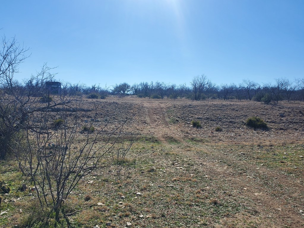 3567 Cave Wells Road, Unit 1721 Fort McKavett, TX 76841 - Photo 10 of 16 a view of a dry yard with trees in the background