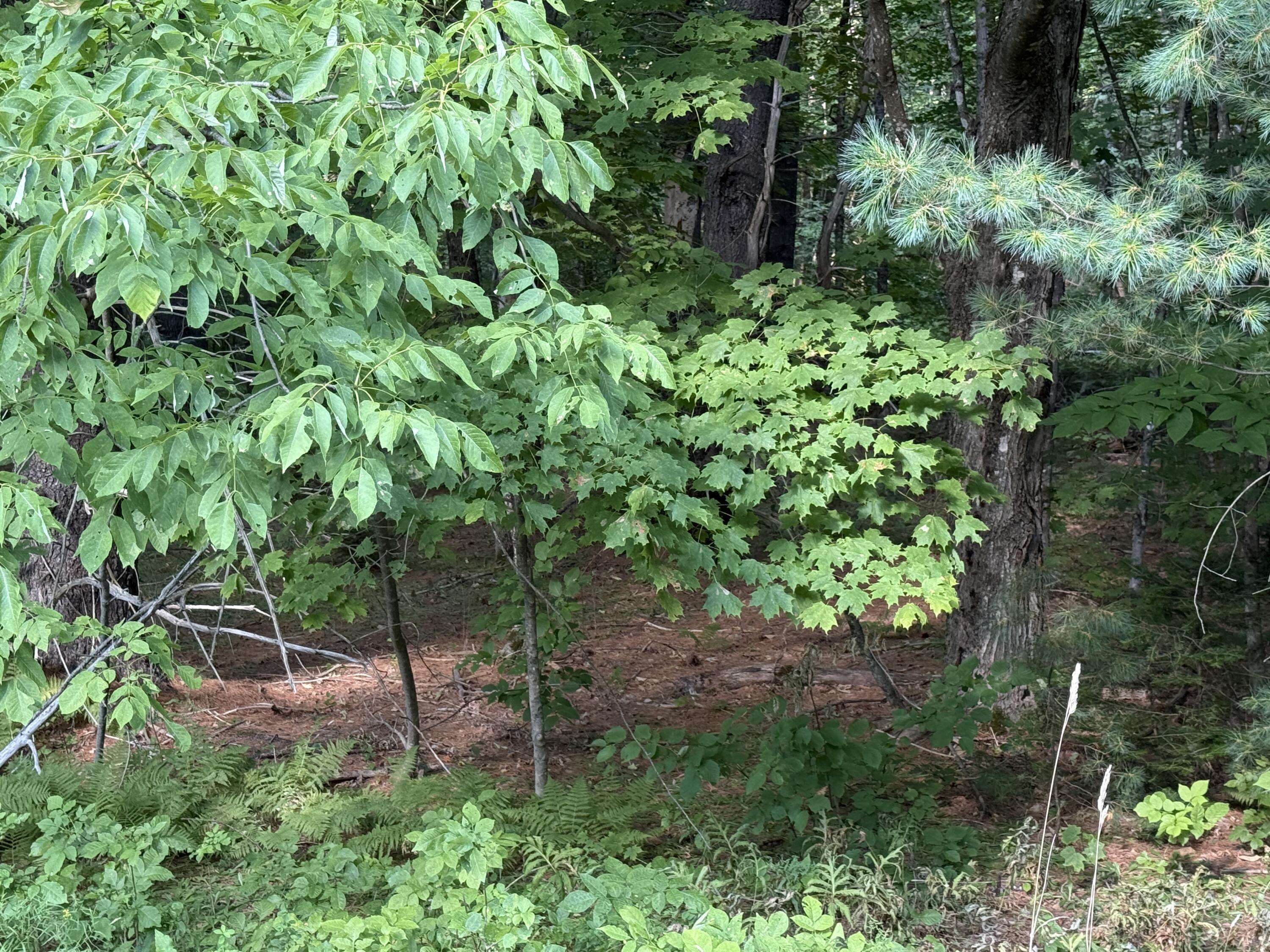M8-l42 Greenville Road Monson, ME 04464 - Photo 1 of 7 IMG_7145