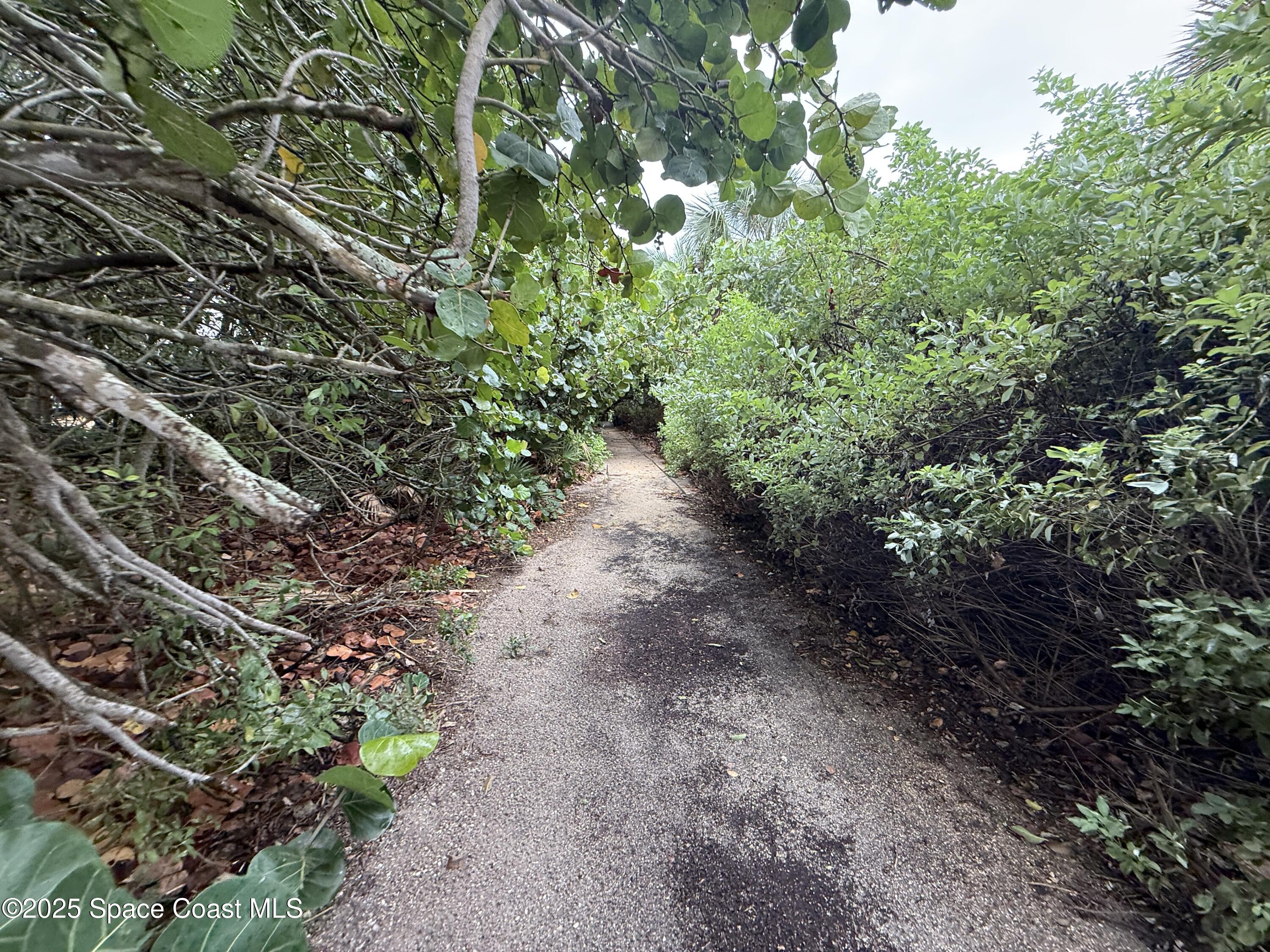 1700 South Atlantic Avenue, Unit 104 Cocoa Beach, FL 32931 - Photo 44 of 55 a view of a pathway with a tree