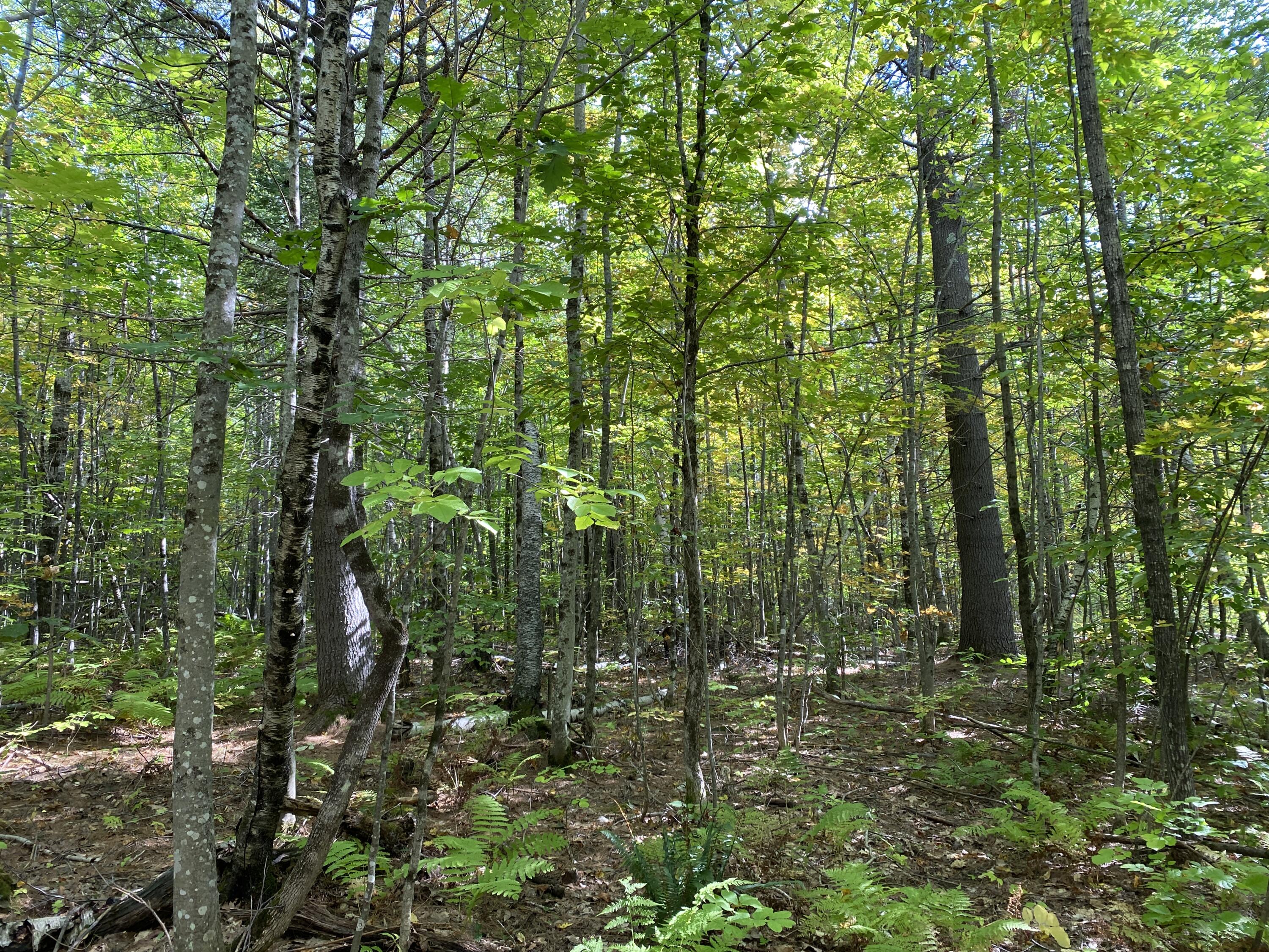 Lot 4 Stream Road Vienna, ME 04360 - Photo 6 of 9 7995ABA3-6646-4AD9-BD44-C49059BD0FE7