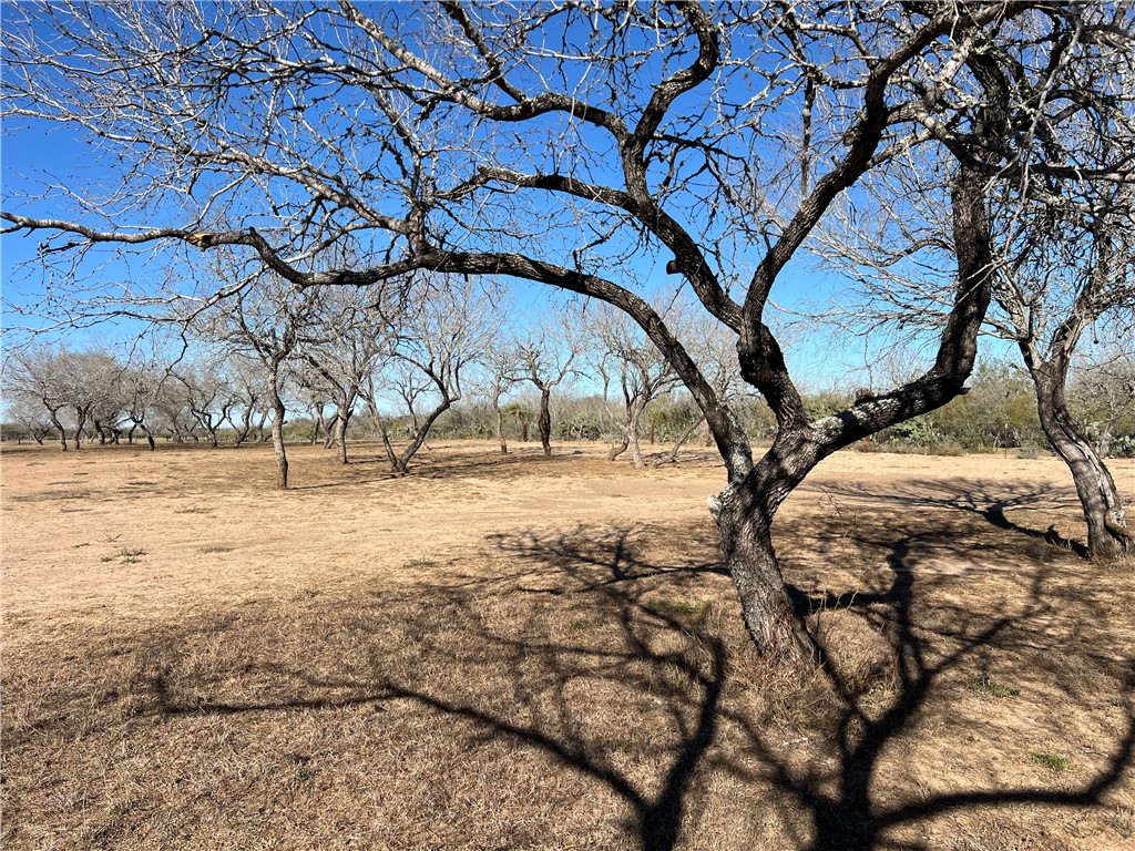 4493 Highway 359 Benavides, TX 78341 - Photo 15 of 20 a view of yard with tree