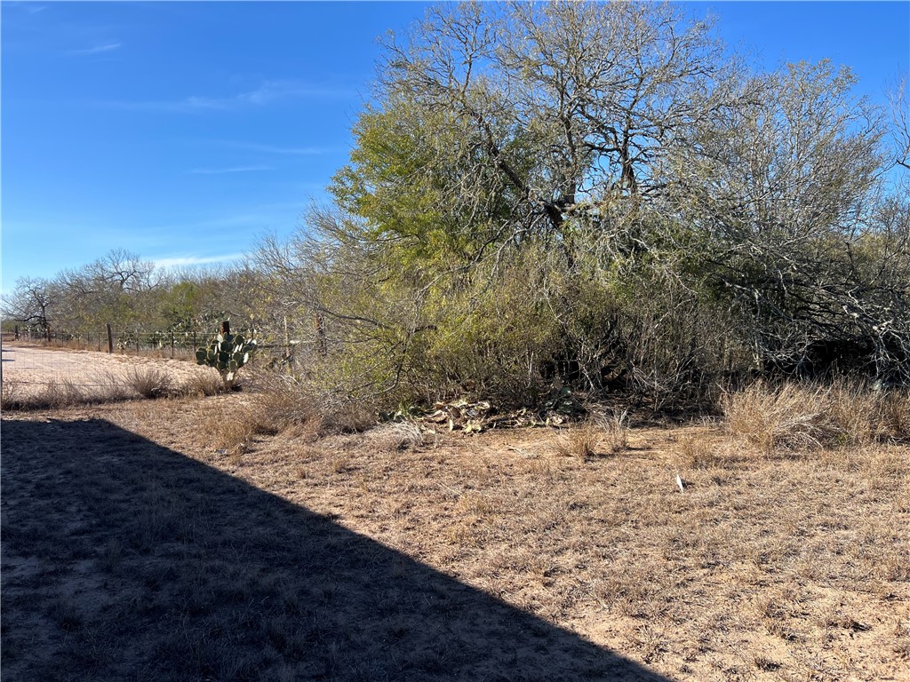 4493 Highway 359 Benavides, TX 78341 - Photo 17 of 20 a view of a yard with a tree