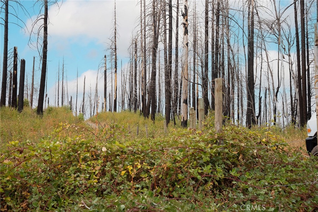 0 Stephens Ridge Road Berry Creek, CA 95916 - Photo 13 of 24