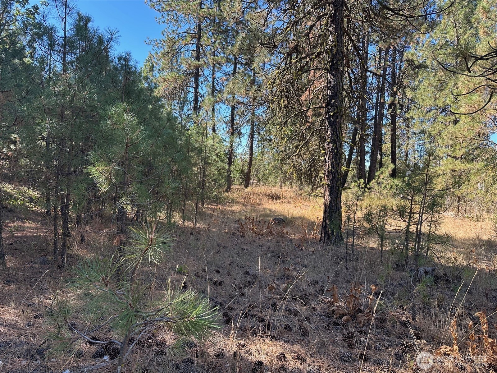 1 Garrison Road Goldendale, WA 98620 - Photo 3 of 8 a view of a yard with a tree