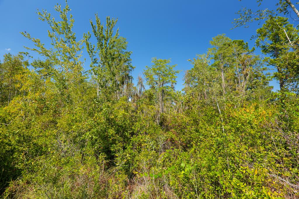 0 Union Road Hahira, GA 31632 - Photo 40 of 49 Gallery Image 40