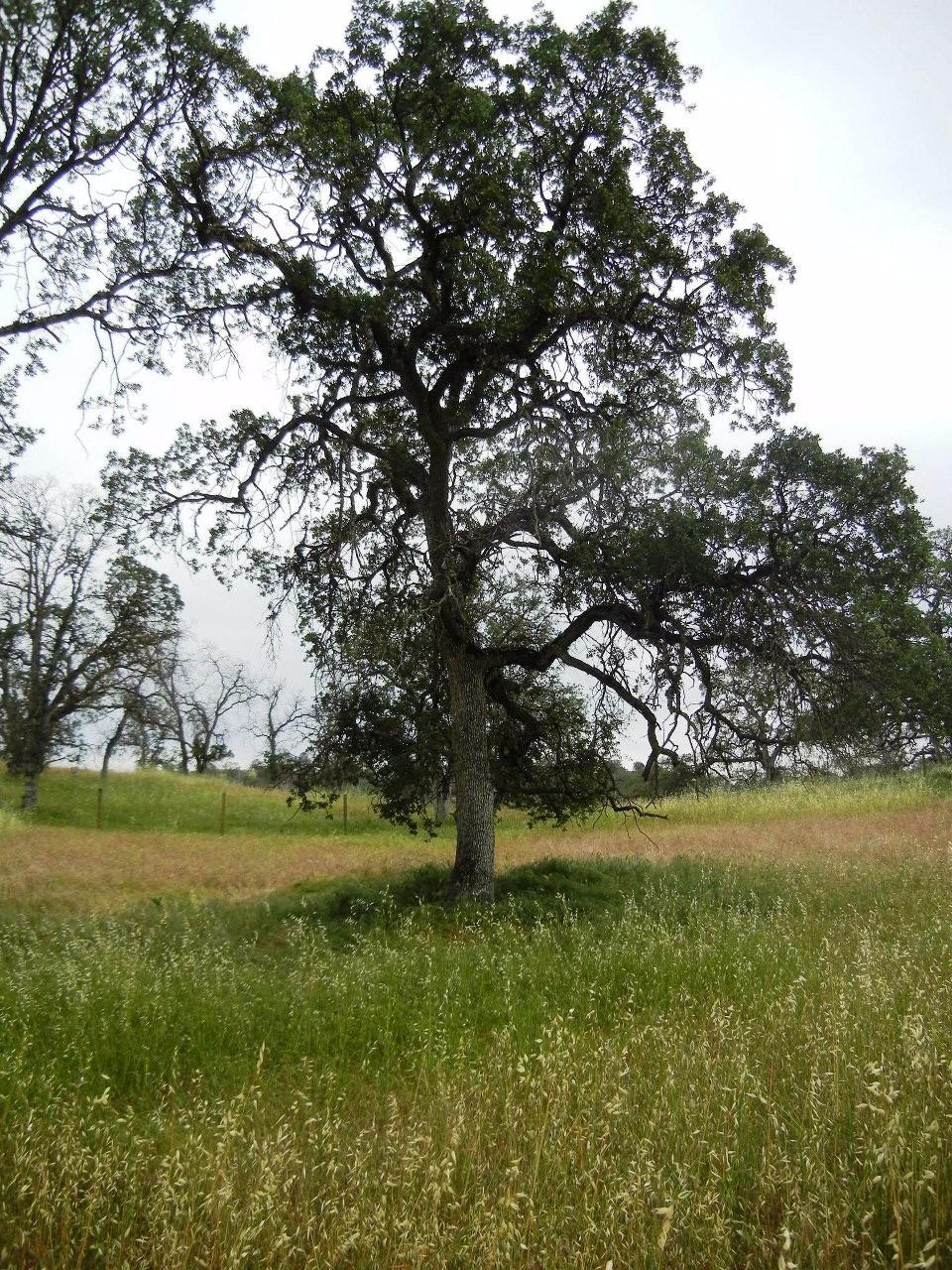 0 Ben Hur Road Raymond, CA 93653 - Photo 17 of 31 Gallery Image 17