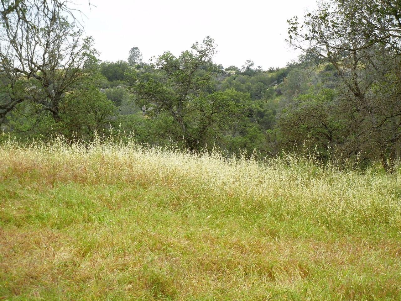 0 Ben Hur Road Raymond, CA 93653 - Photo 10 of 31 Gallery Image 10