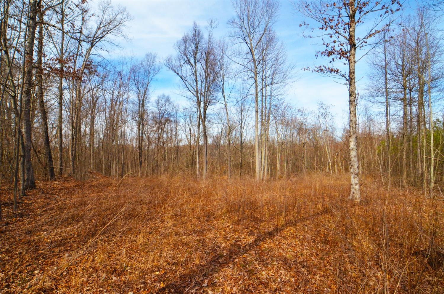 3680 Copper Creek Road Berea, KY 40403 - Photo 8 of 22 Future house sites or shooting lanes. I
