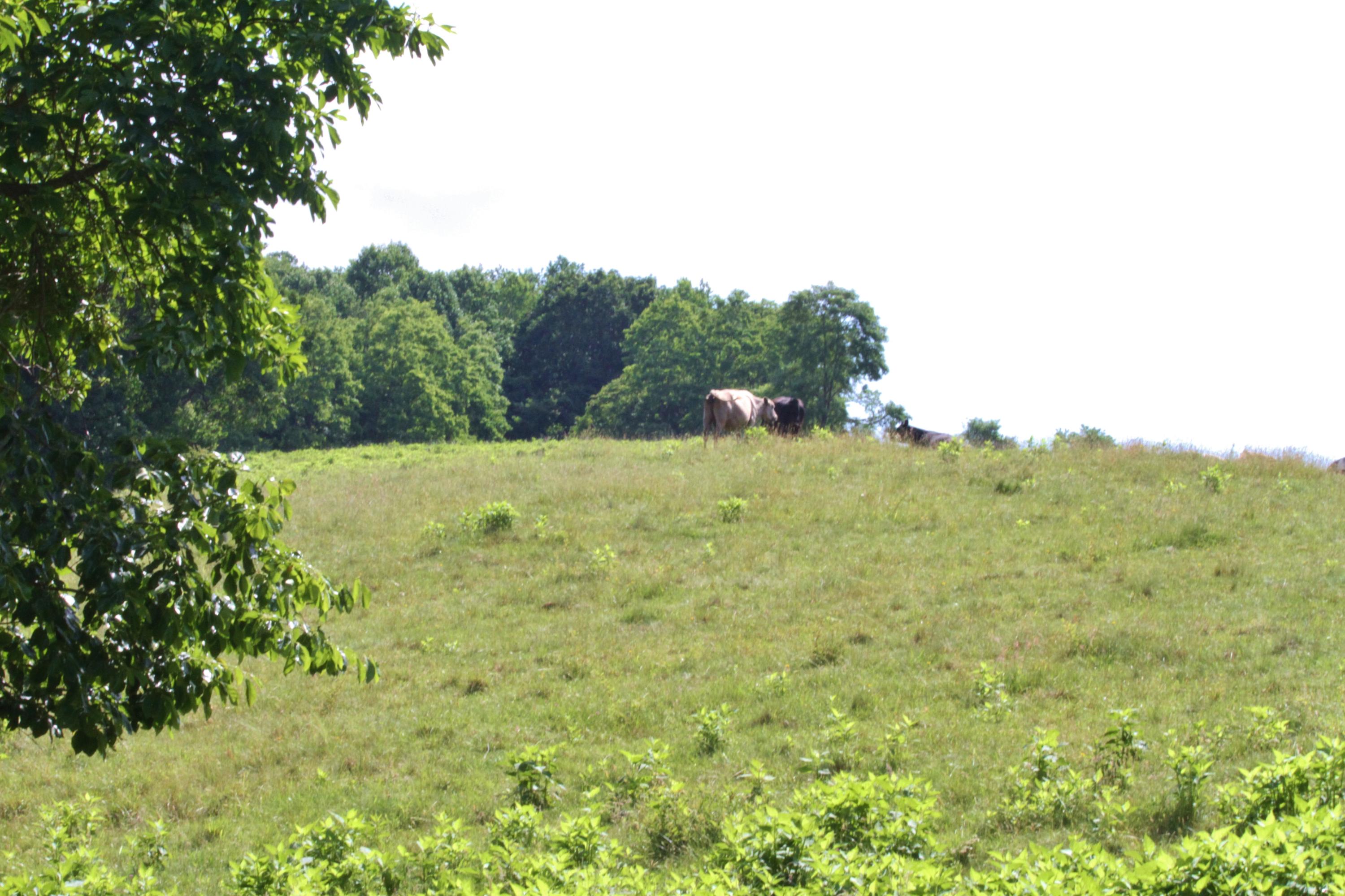 Knobs Rd Union Union, WV 24983 - Photo 21 of 21 Gallery Image 21