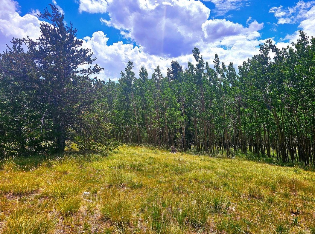 295 Silver Plume Road Alma, CO 80420 - Photo 10 of 17 Gallery Image 10