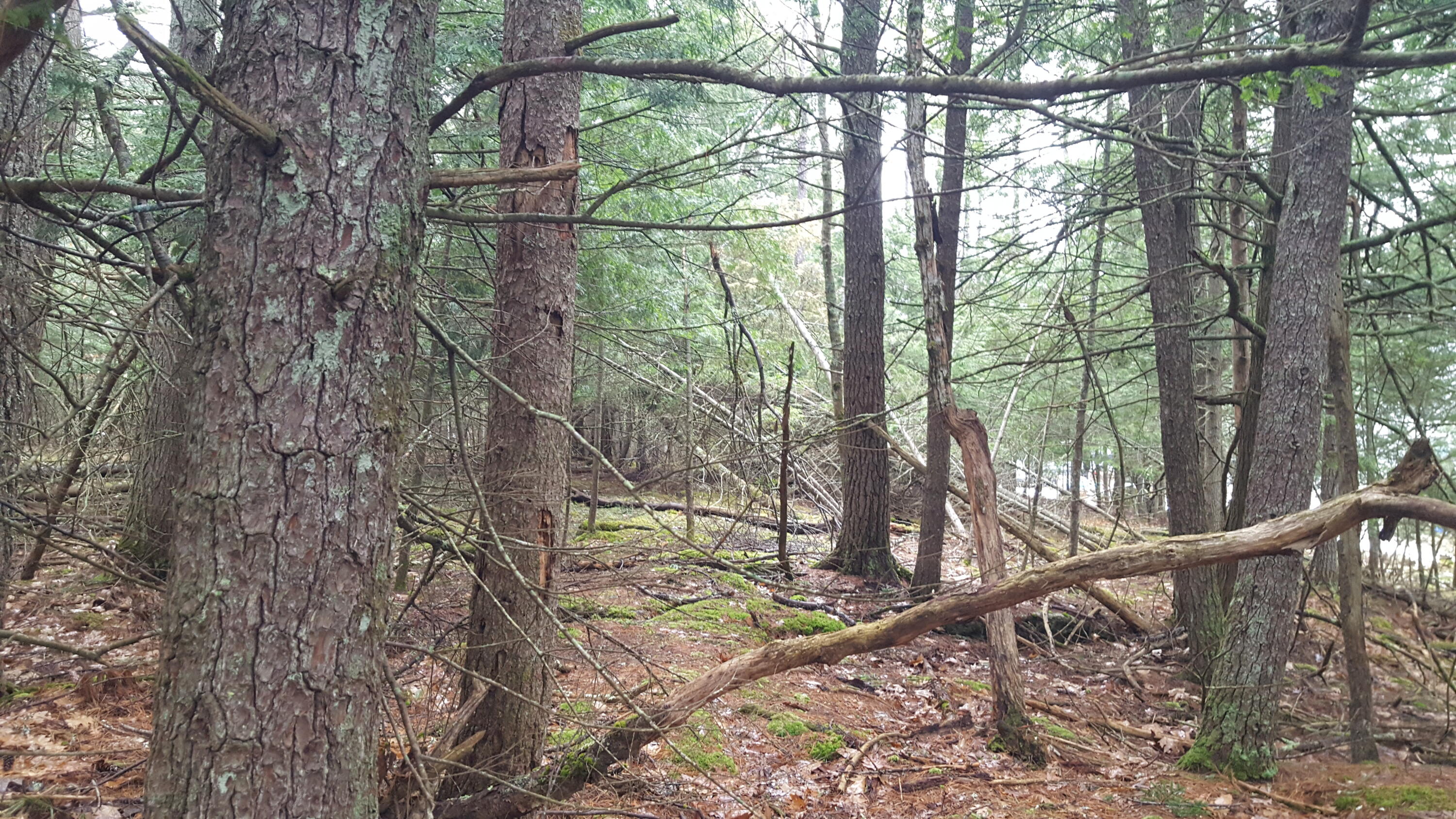 53 Johnson Road Windham, ME 04062 - Photo 12 of 22