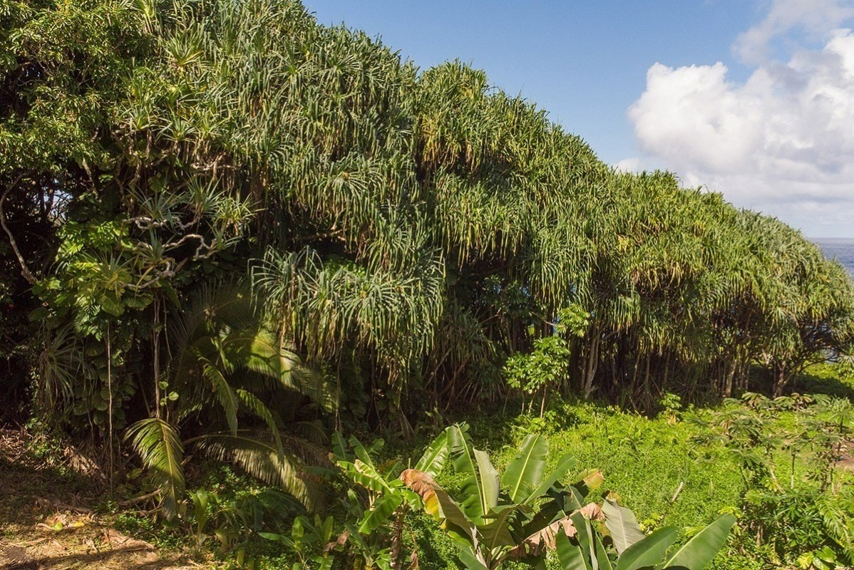 Beach Road Pahoa, HI 96778 - Photo 9 of 20