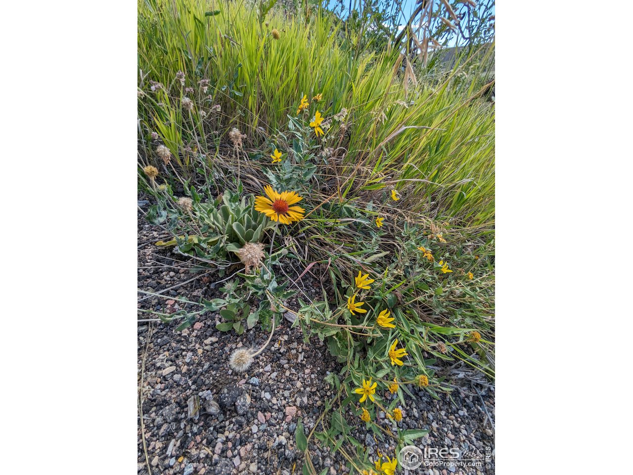 1737 Eiger Road Livermore, CO 80536 - Photo 19 of 24