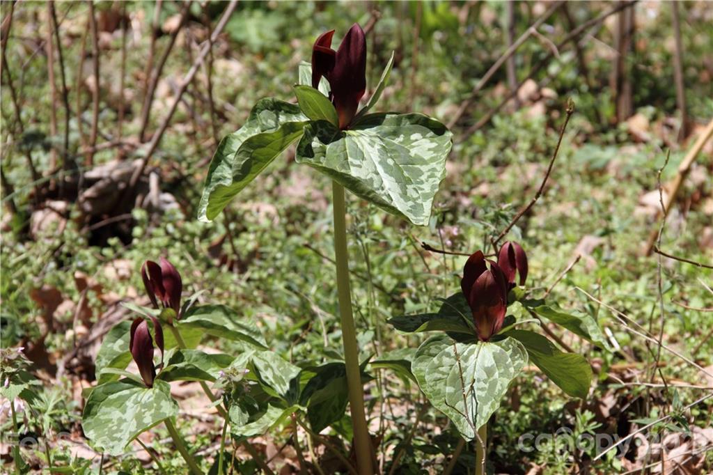 741 County Road Waynesville, NC 28785 - Photo 38 of 42 a close up of a plant in a garden