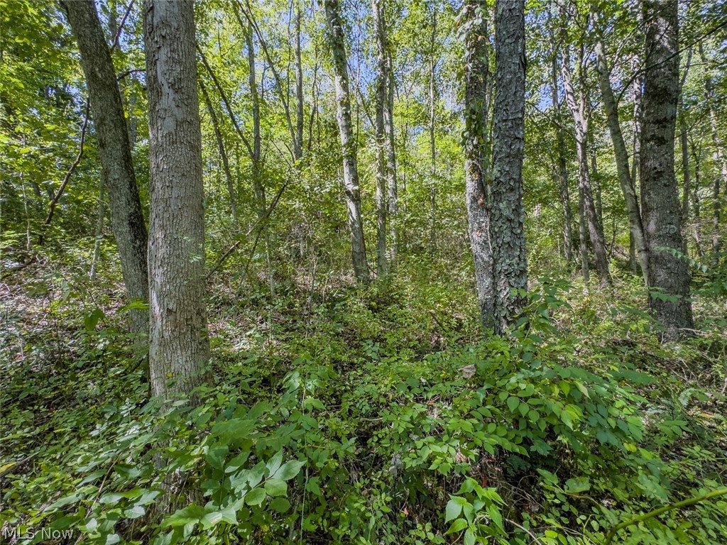 0 Brewer Road Cadiz, OH 43907 - Photo 26 of 37 View of tree filled area