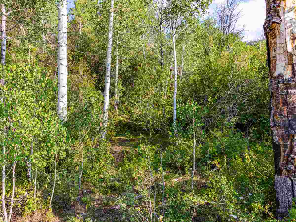 Tbd Tbd Aspen Hills Road Cedaredge, CO 81413 - Photo 11 of 23 a view of a yard and trees