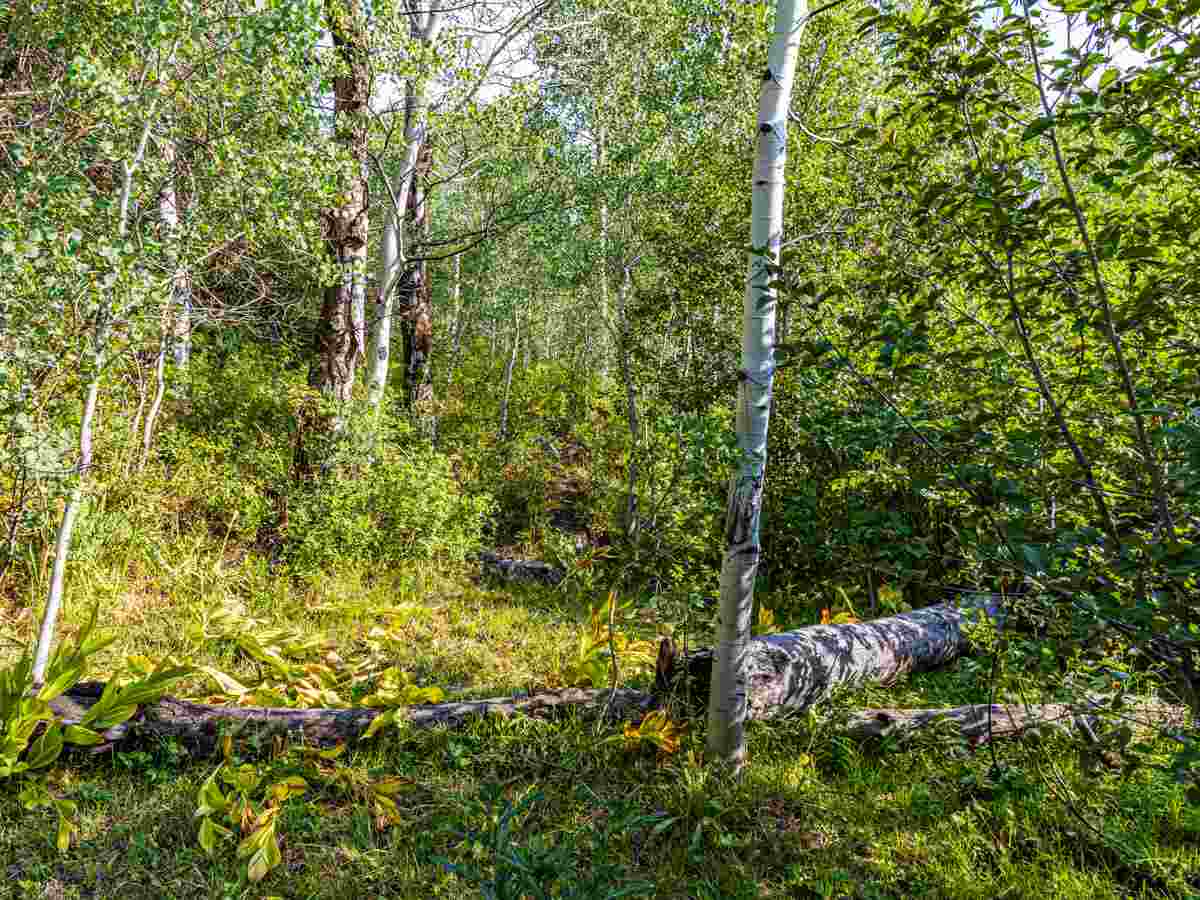 Tbd Tbd Aspen Hills Road Cedaredge, CO 81413 - Photo 14 of 23 a view of a tree with a tree