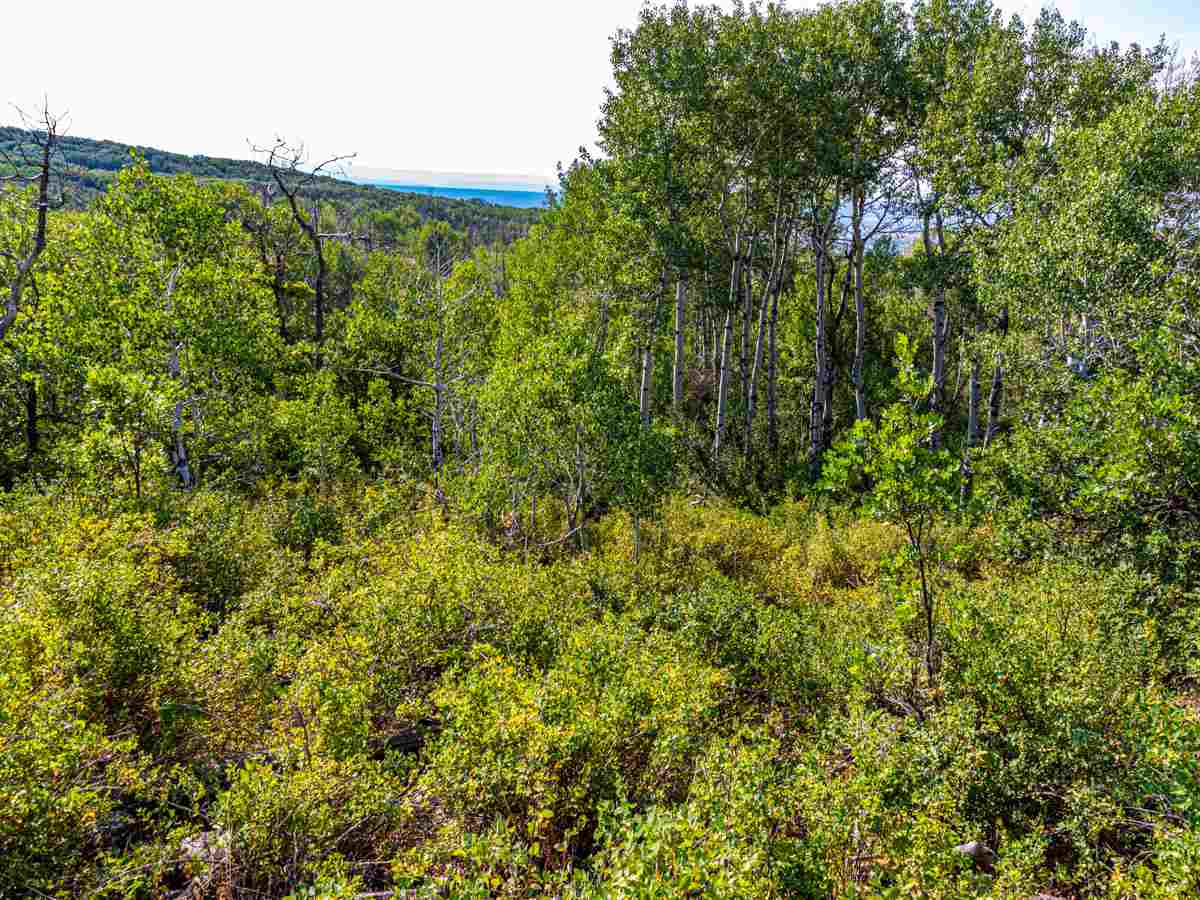 Tbd Tbd Aspen Hills Road Cedaredge, CO 81413 - Photo 19 of 23 a view of a lush green forest