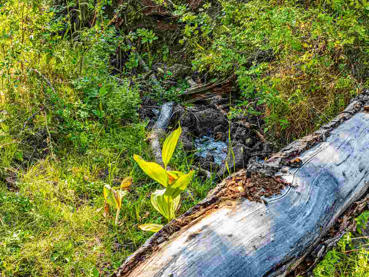 Tbd Tbd Aspen Hills Road Cedaredge, CO 81413 - Photo 20 of 23 a view of a yard with plants