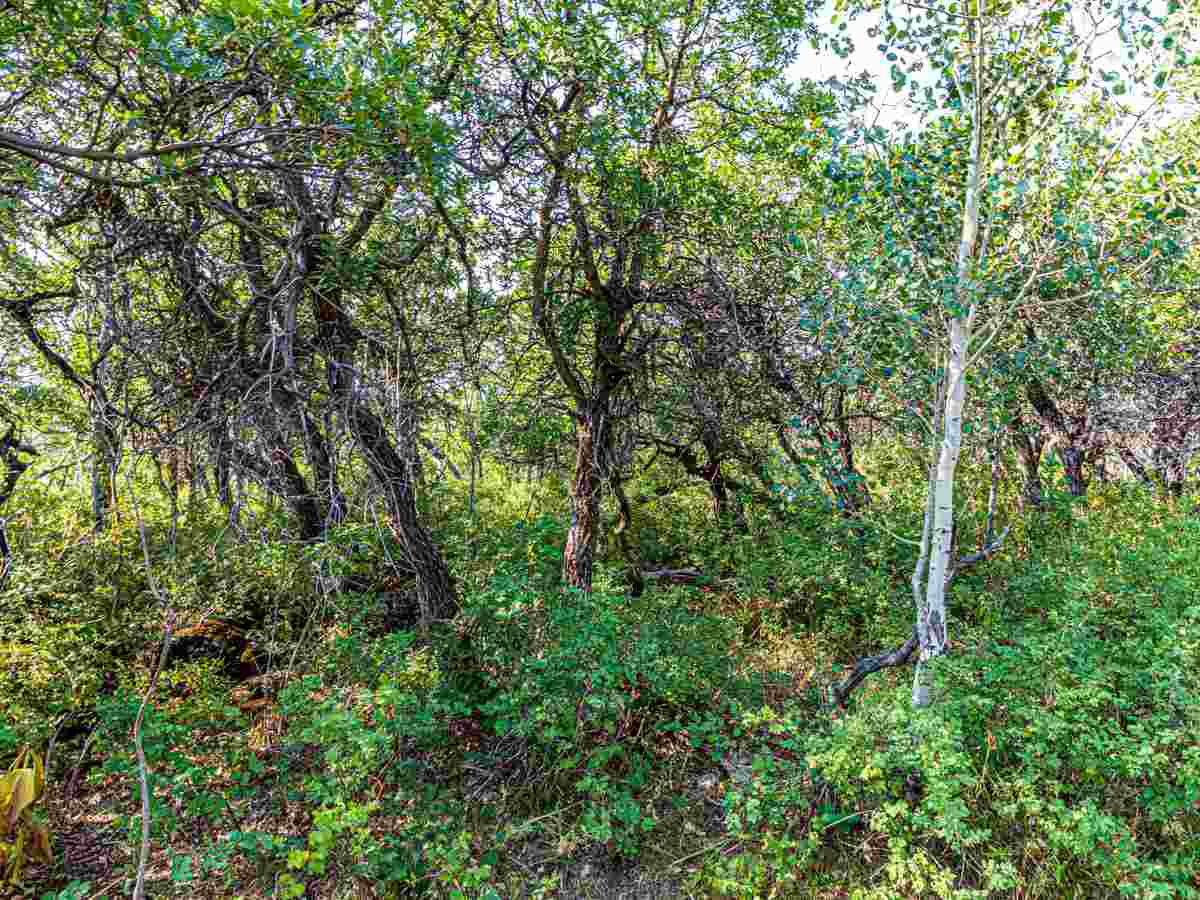 Tbd Tbd Aspen Hills Road Cedaredge, CO 81413 - Photo 7 of 23 a view of a lush green forest
