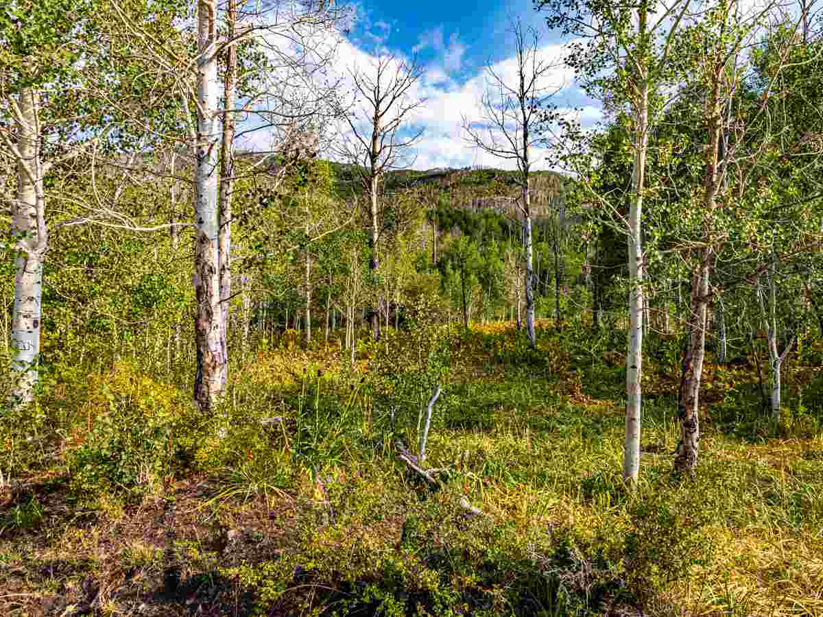 Tbd Tbd Aspen Hills Road Cedaredge, CO 81413 - Photo 8 of 23