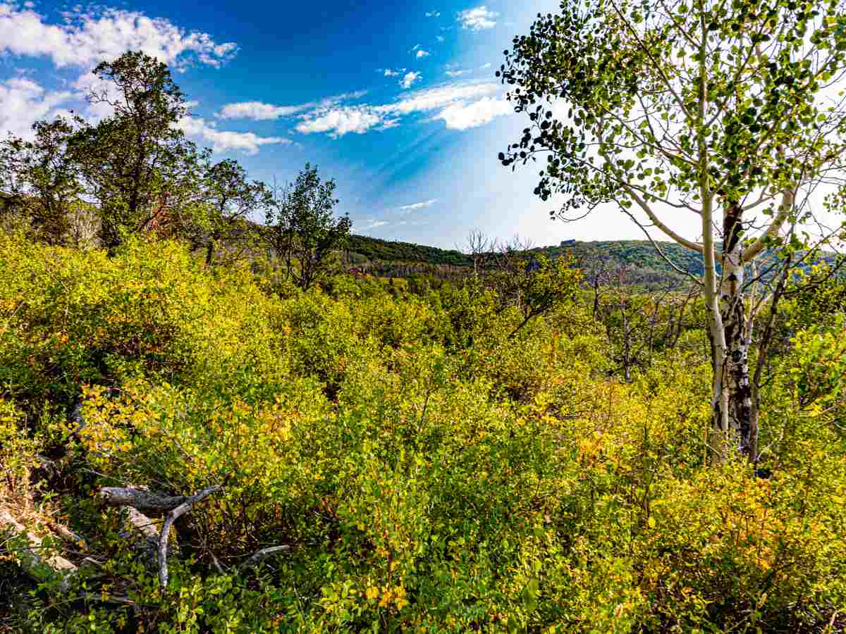 Tbd Tbd Aspen Hills Road Cedaredge, CO 81413 - Photo 9 of 23