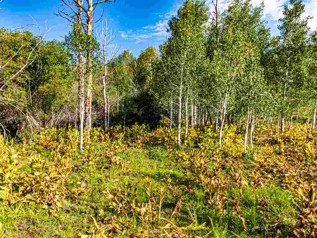 Tbd Tbd Aspen Hills Road Cedaredge, CO 81413 - Photo 10 of 23 a view of outdoor space and trees