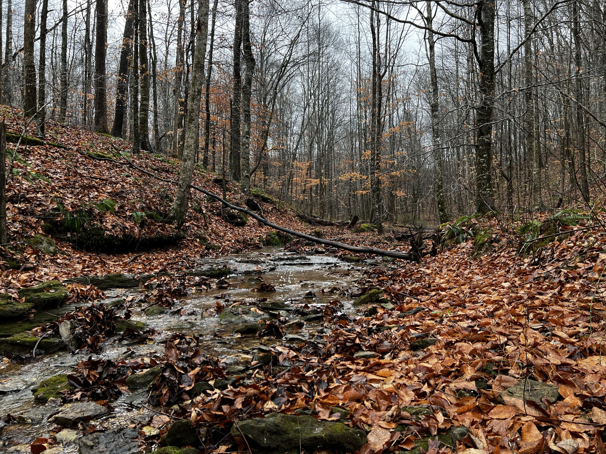 1911 Smalling Road Lafayette, TN 37083 - Photo 15 of 60 a view of a backyard of the house