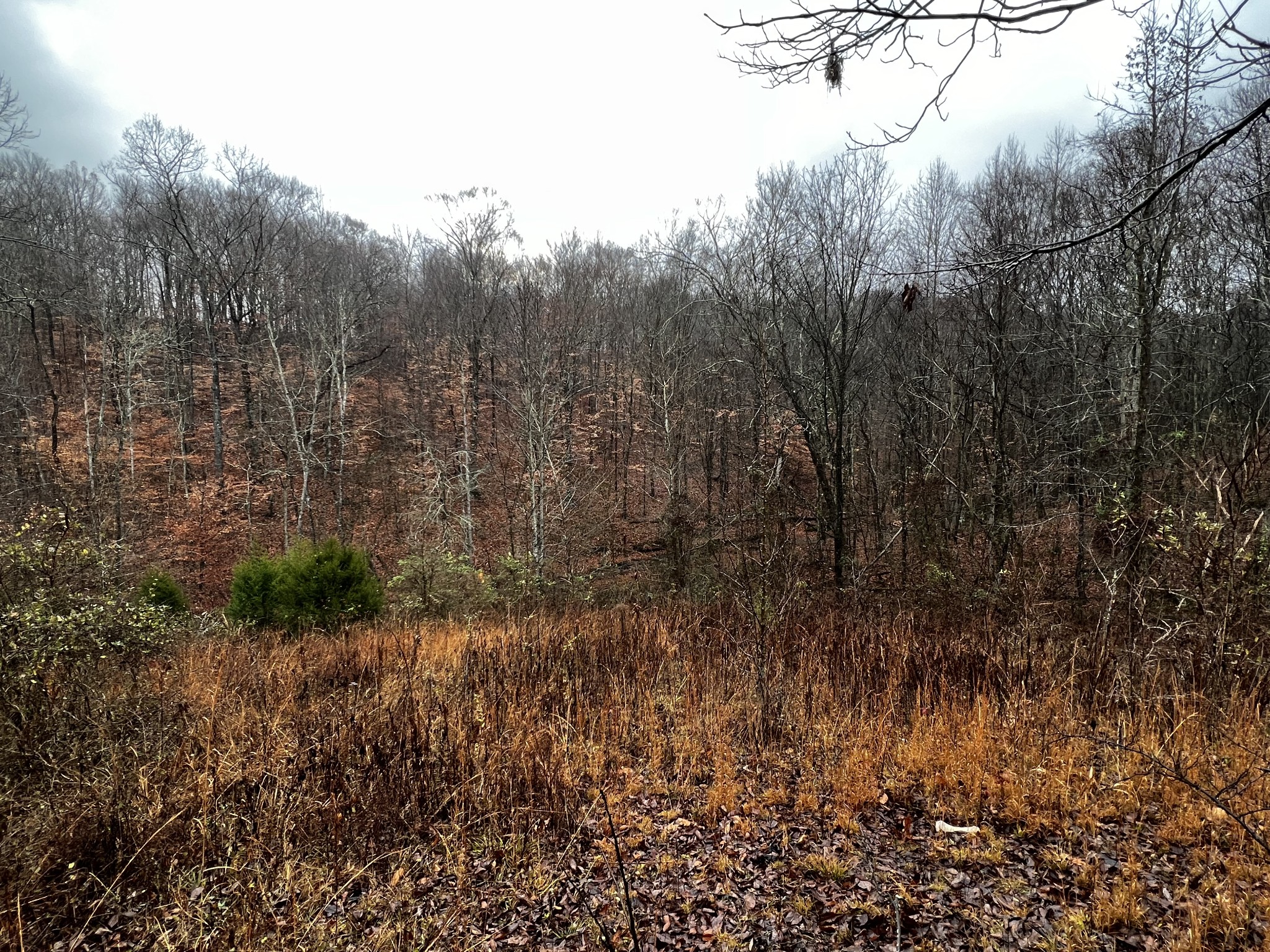 1911 Smalling Road Lafayette, TN 37083 - Photo 16 of 60 a view of a yard with a tree