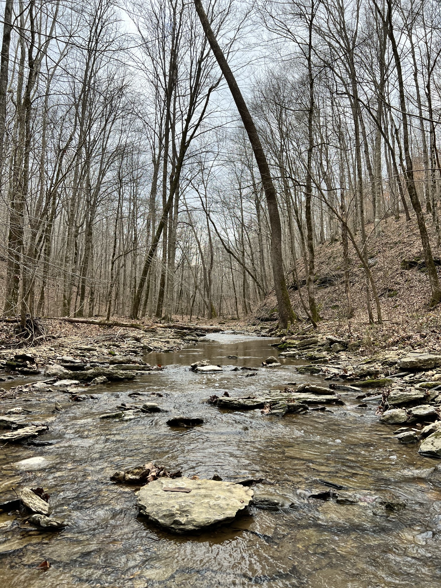 1911 Smalling Road Lafayette, TN 37083 - Photo 19 of 60 a view of a backyard of white house