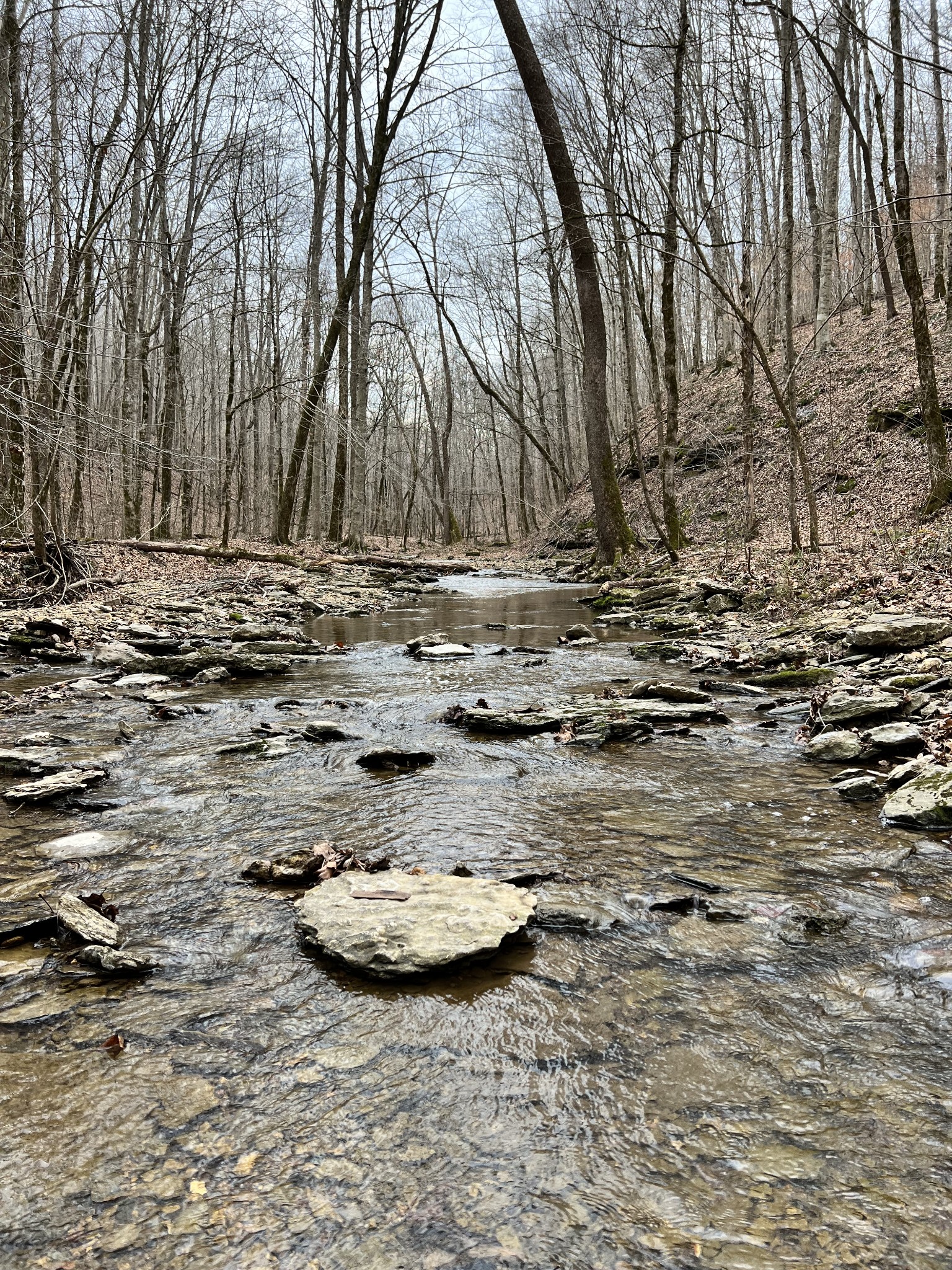 1911 Smalling Road Lafayette, TN 37083 - Photo 20 of 60 a view of a backyard of white house