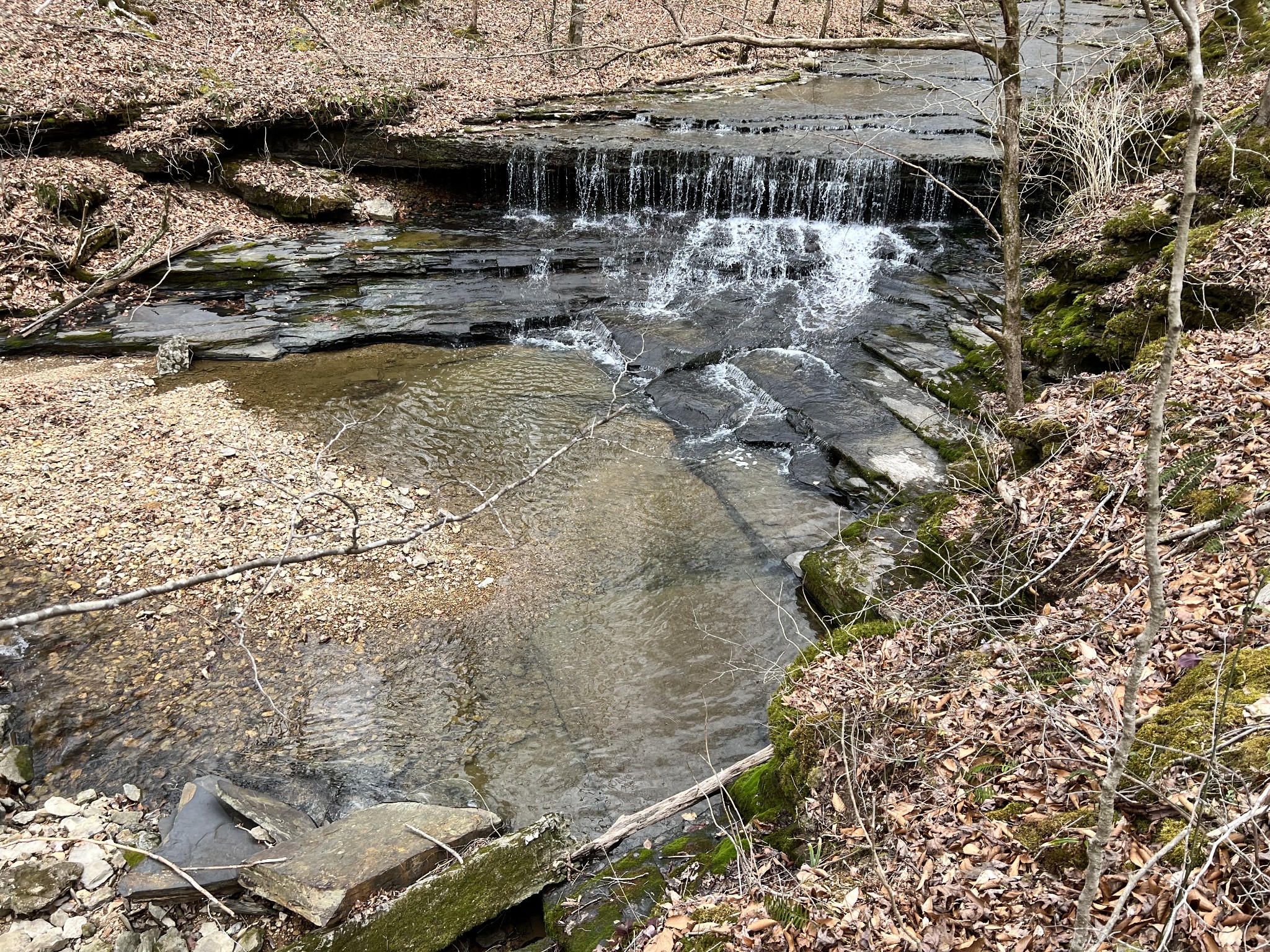 1911 Smalling Road Lafayette, TN 37083 - Photo 24 of 60 a view of swimming pool with a yard and large trees