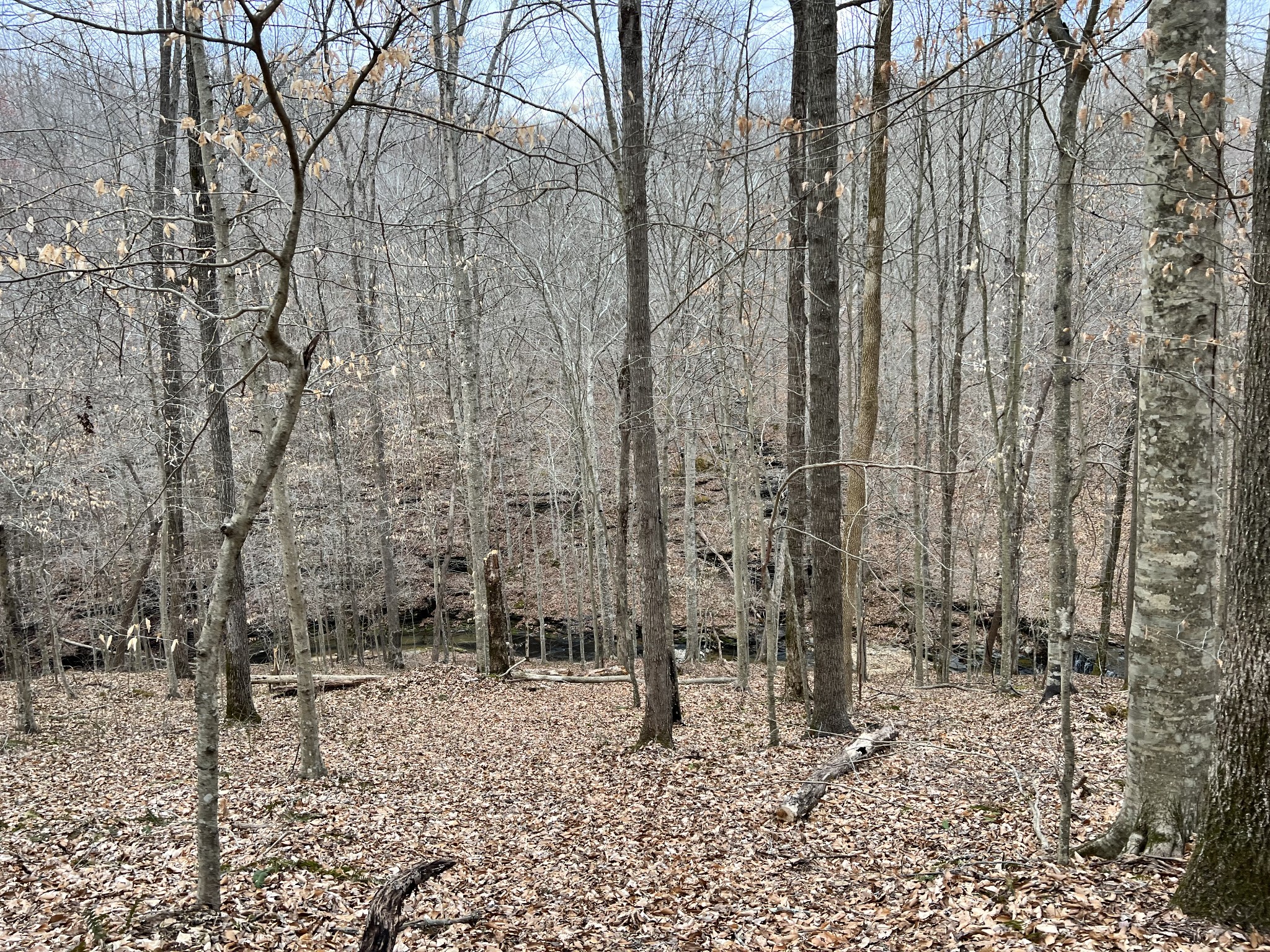 1911 Smalling Road Lafayette, TN 37083 - Photo 26 of 60 a backyard of a house with lots of green space