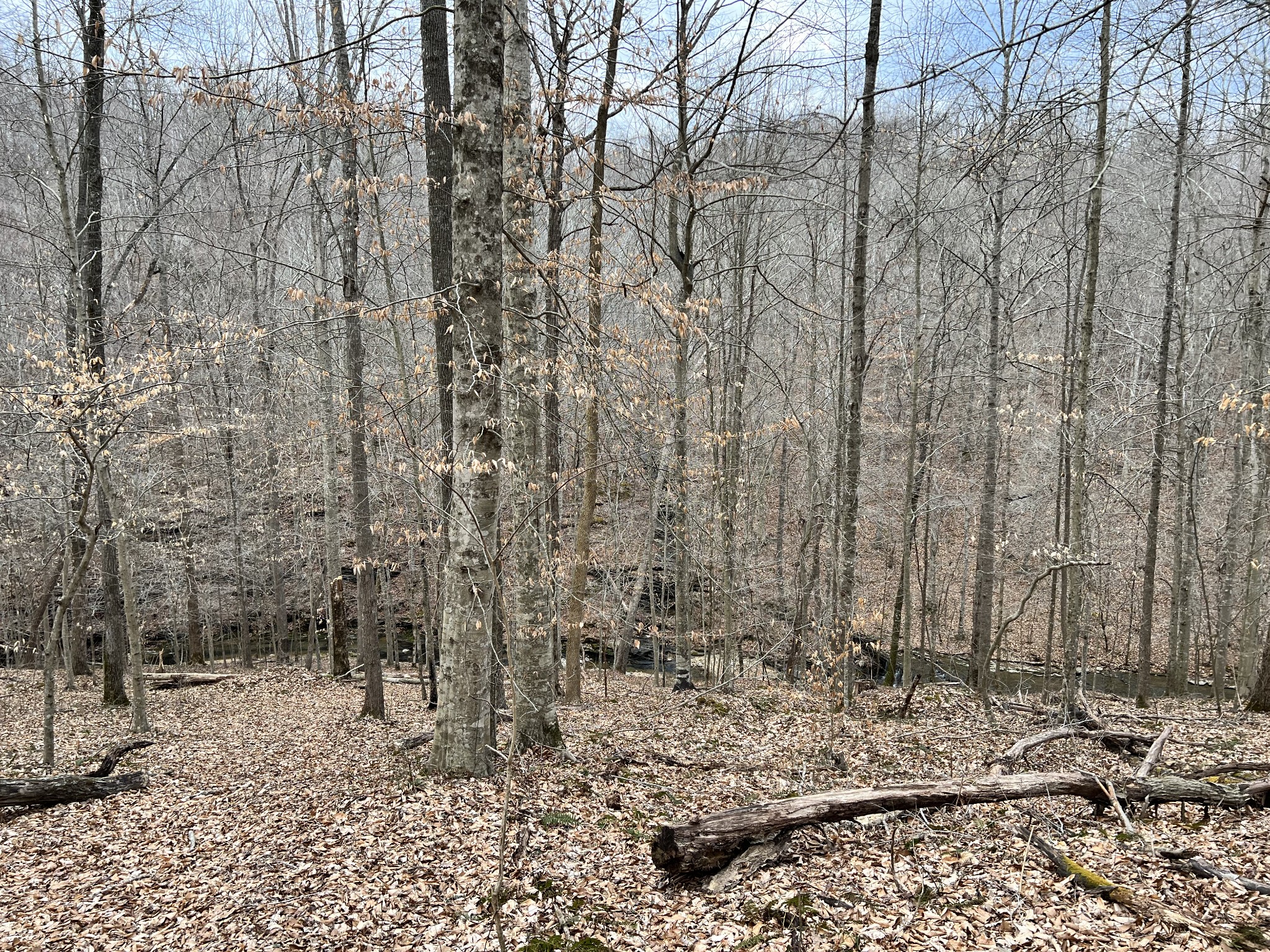1911 Smalling Road Lafayette, TN 37083 - Photo 27 of 60 a view of a backyard